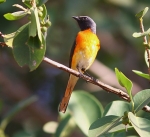 Small Minivet