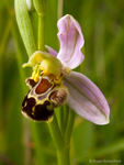 Bee Orchid (03)