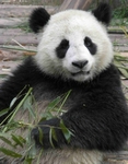 Panda, Chengdu Zoo, China