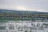 Barnacle Geese