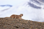 Puma Petaca snarling at daughter Escacha, Torres del Paine, Chile