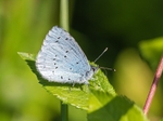 Holly Blue