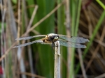 Four-spotted Chaser