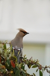Waxwing ,County Louth