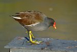 Moorhen