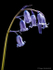Bluebell (02)