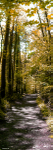 Autum Woods