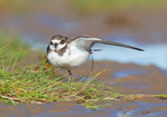 Ringed Plover - Charadrius hiaticula