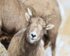 Bighorn Sheep (female) portrait front, Yellowstone