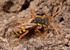 Nomada goodeniana (f)