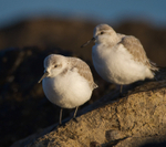Sanderling