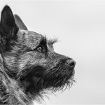 2nd PDI-The Masters Dog-Al Rees