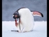 Gentoo Penguin Scratching an Itch