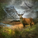 HM 005 Monarch of the Glen