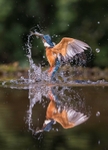 Kingfisher Reflection