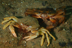 Liocarcinus depurator moulting h