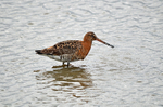 Black-tailed Godwit