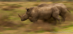 Racing Rhino