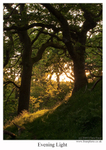 Evening Light