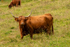 Highland Cow - DSC_8846