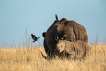 Black Rhino & calf