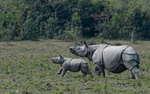Rhino