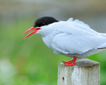 Arctic Tern perched on post, Farne Islands