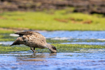 Crested Duck drinking, Carcass Island, Falklands