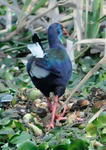 Purple Swamphen