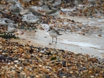 Dunlin