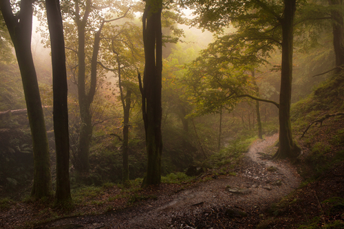 A wander down Dhoon Glen on a misty September afternoon.