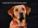 equiscot1623