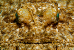 Lophius piscatorius