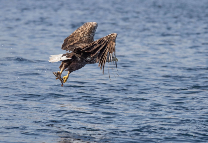 White Tailed Eagle - Isle of Mull - Scotland