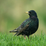 Starling