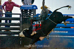 3HRodeo7-11-24_LJD_3HR2629_LJD