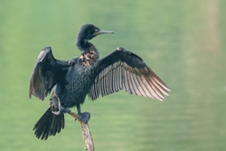Little Cormorant Drying