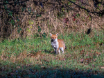 Red Fox