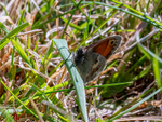 Small Heath