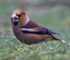 Hawfinch