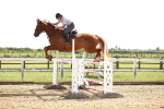 Class 5 - Senior Foxhunter - 1.20m portfolio