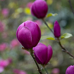 Magnolia