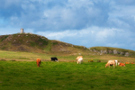 Cows grazing at field Ballyhillion, Malin Head