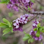 Mezereon (Daphne mezereon) 
