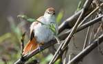 Yellow-shinned Spinetail