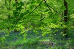 Beneath the Beech