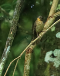 Red-throated Ant-Tanager (female), Panama