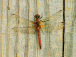 Ruddy Darter (female), Otmoor