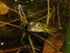Edible Frog
