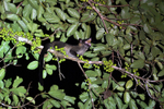 Deramakot wildlife reserve